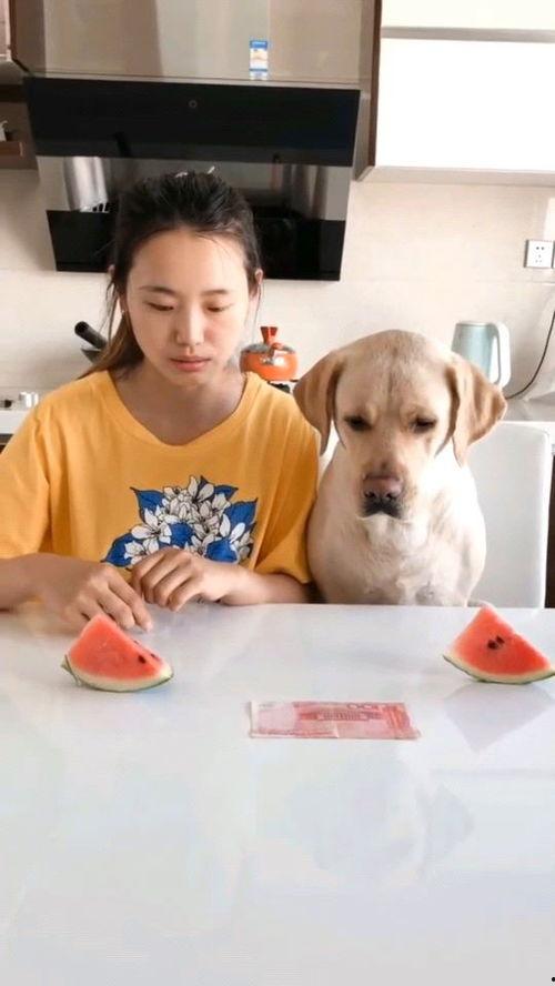 吃瓜比赛视频大全,盘点全网最热吃瓜比赛视频大全